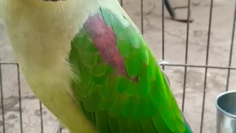 Parrot Talking