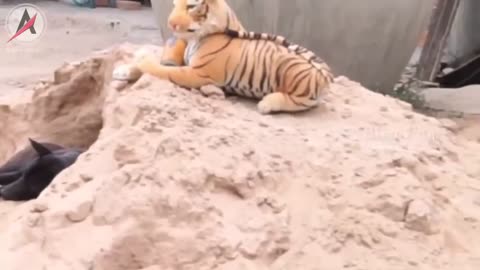 Watch This Dog's Reaction When Surprised By Tiger And Lion Dolls