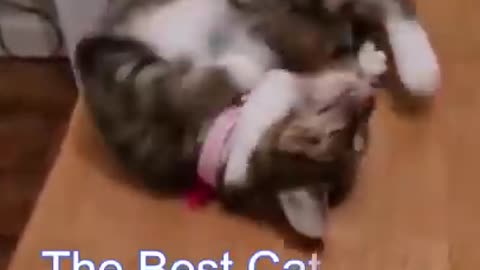 Best Funny Cat Videos