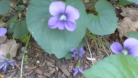 Violets