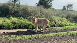 Even Lion 🦁 needs WATER 💧!!