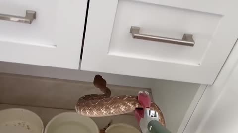 Dangerous Snake!!!