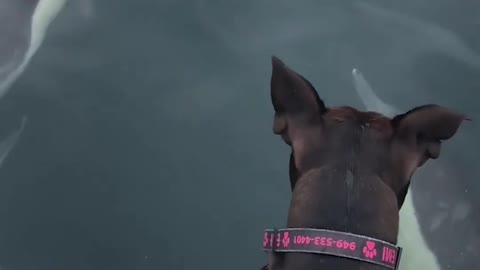 Adorable Puppy Makes Friends with Dolphins!