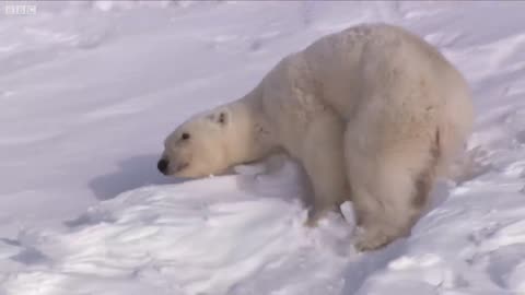 Polar Bear Cubs Taking Their First Steps | Planet Earth