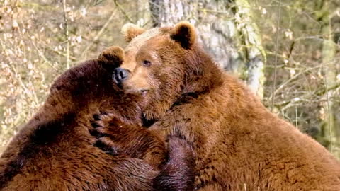 😲😲 𝐄𝐩𝐢𝐜 𝐁𝐄𝐀𝐑 𝐁𝐚𝐭𝐭𝐥𝐞 😲😲 | Brown Bear Fighting