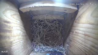 Starlings 12 minute nest build in owl box
