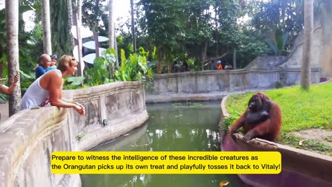 Unbelievable Exchange: Smart Orangutan Strikes an Incredible Deal with Human!