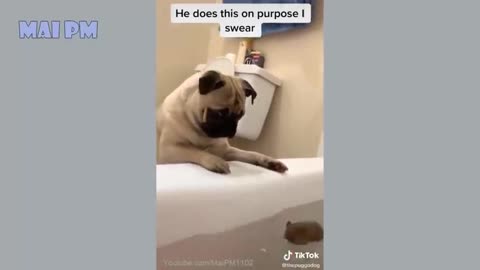 Funny dogs😅its time to laugh with dogs🤣