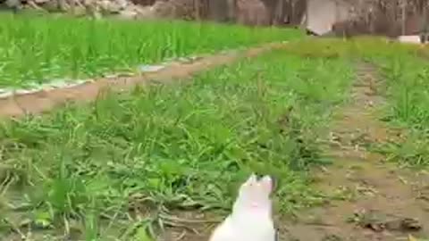 Rabbit video