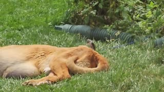 Bird Pecking Fur From Sleeping Bloodhound