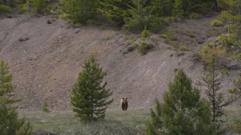 «Lion Of The Andes Fail | Mother Gizzly Bear Save Baby From Puma Hunting