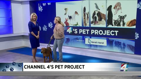 Pet Project_ Give Bean aa home for the holidays
