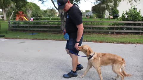 Golden Retriever Puppy Training Day 1