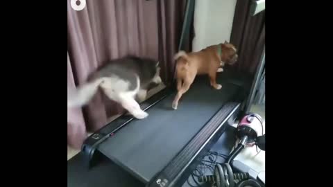 funny dogs running in treadmill |Funny animals|Its haha time