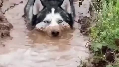 Funny Dog Swimming Videos