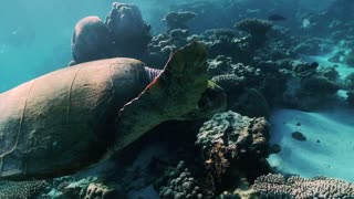 Tortoise lifestyles in the sea