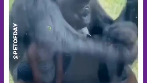 Gorilla Showing her baby to a human mother