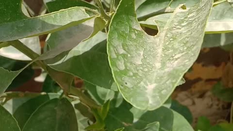 Caterpillar on plants