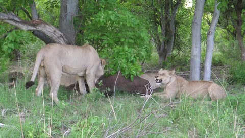 Young lions eating their prey an african buffalo