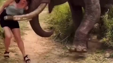 Elephant was not playing 😂