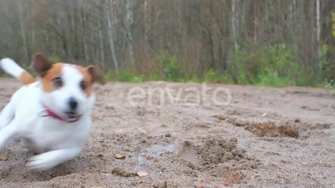 dog run fast in playgound