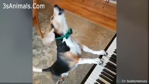 That genius pup playing the piano can create all the harmonies.