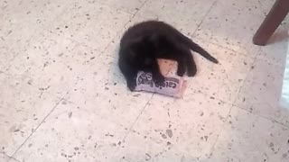 Black kitty fun time