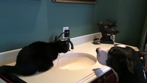 Funny Great Dane & Cat Water Video