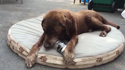 Clever Dog Uses Smarts To Get His Snack