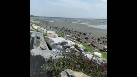 Nature and travel: White Rock Beach - gulls meeting gals & everything else