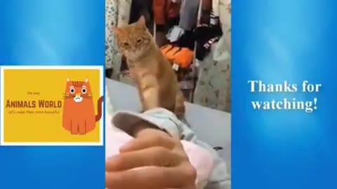 Confused sneaky pets #shorts #viral #shortsvideo #video