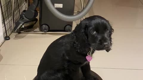 Puppy Takes a Ride on the Roomba