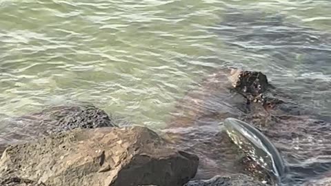 Dolphins Corner Fish On Rocks