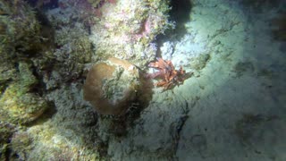 Orange lionfish