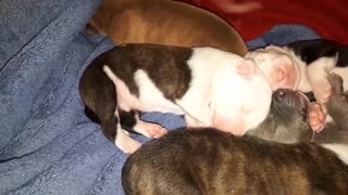 Newborn puppies makes adorable sounds during intense dream