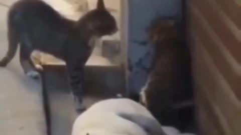 Cats Fight And Scare A Dog Awake #lol