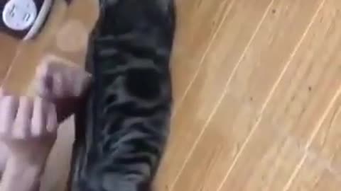 Massaging a Cat 😹😹