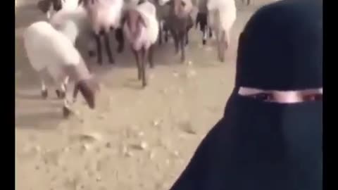 Arabic girl singing song with her sheeps