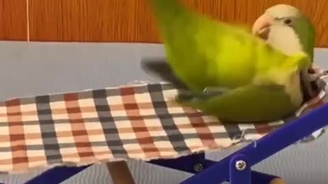 Funniest parrot in the world Funny and Fails pets videos