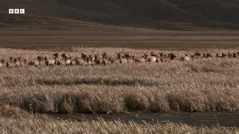 Bighorn Sheep Battle For Mating Rights Yellowstone BBC Earth