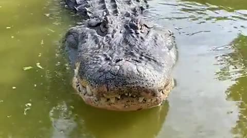 CROCODILE 🐊 | UP CLOSE