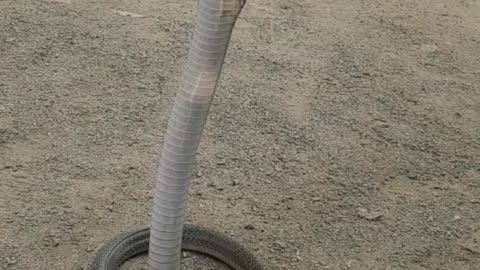 Dangerous Cobra