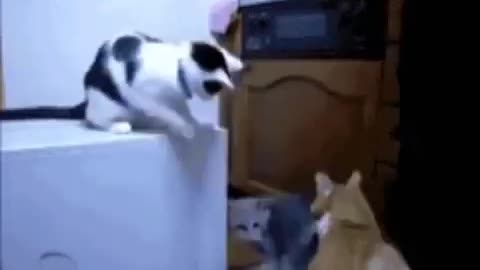 Cat Thug Life😎! The cat caused a fight between two of his friends