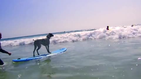 Dog enjoys surfing at the sea/Watched dog surfing with a trainer