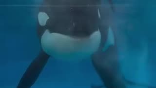 See the wonderful smile from this orca