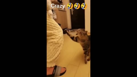 Hilarious Cats and Dogs Compilation: Fails and Funniest Moments