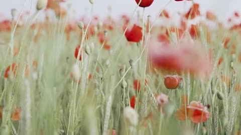 SELECTIVE FOCUS OF A RED POPPY FLOWERS WHILE SWAYING