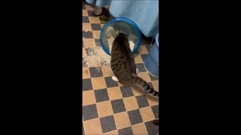 Funny Video Pussy Cat