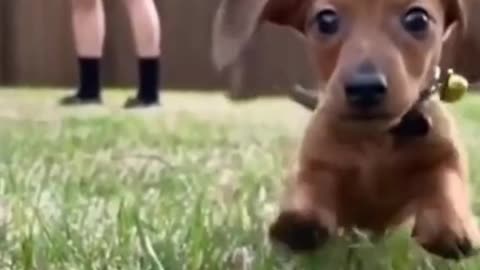 Flappy Ears Attached to a Dog