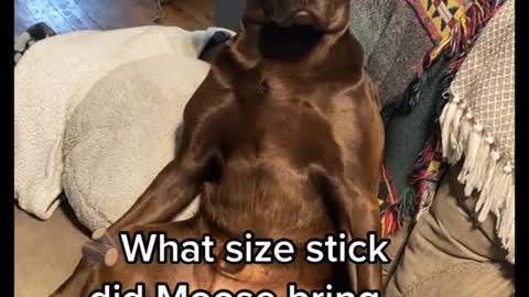 What size stick did Moose bring in the house?